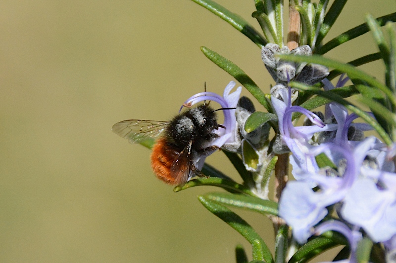 Apidae: Bombus monticola? No, Osmia sp.